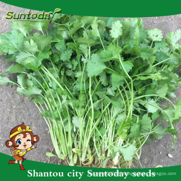 Suntoday scientific names of vegetables F1 Organic water plant extract organic russian in india bulgaria coriander seed(A43001)